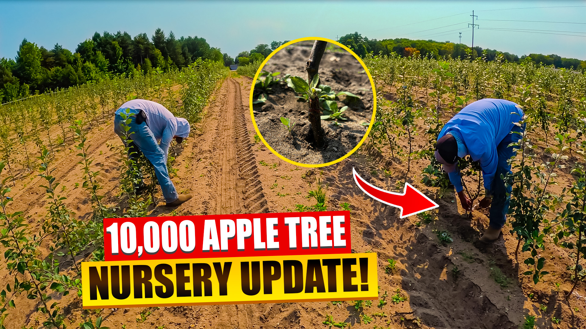 Learn How We Are Growing 10,000 APPLE TREES In Our Nursery!! | Pomes and Stones