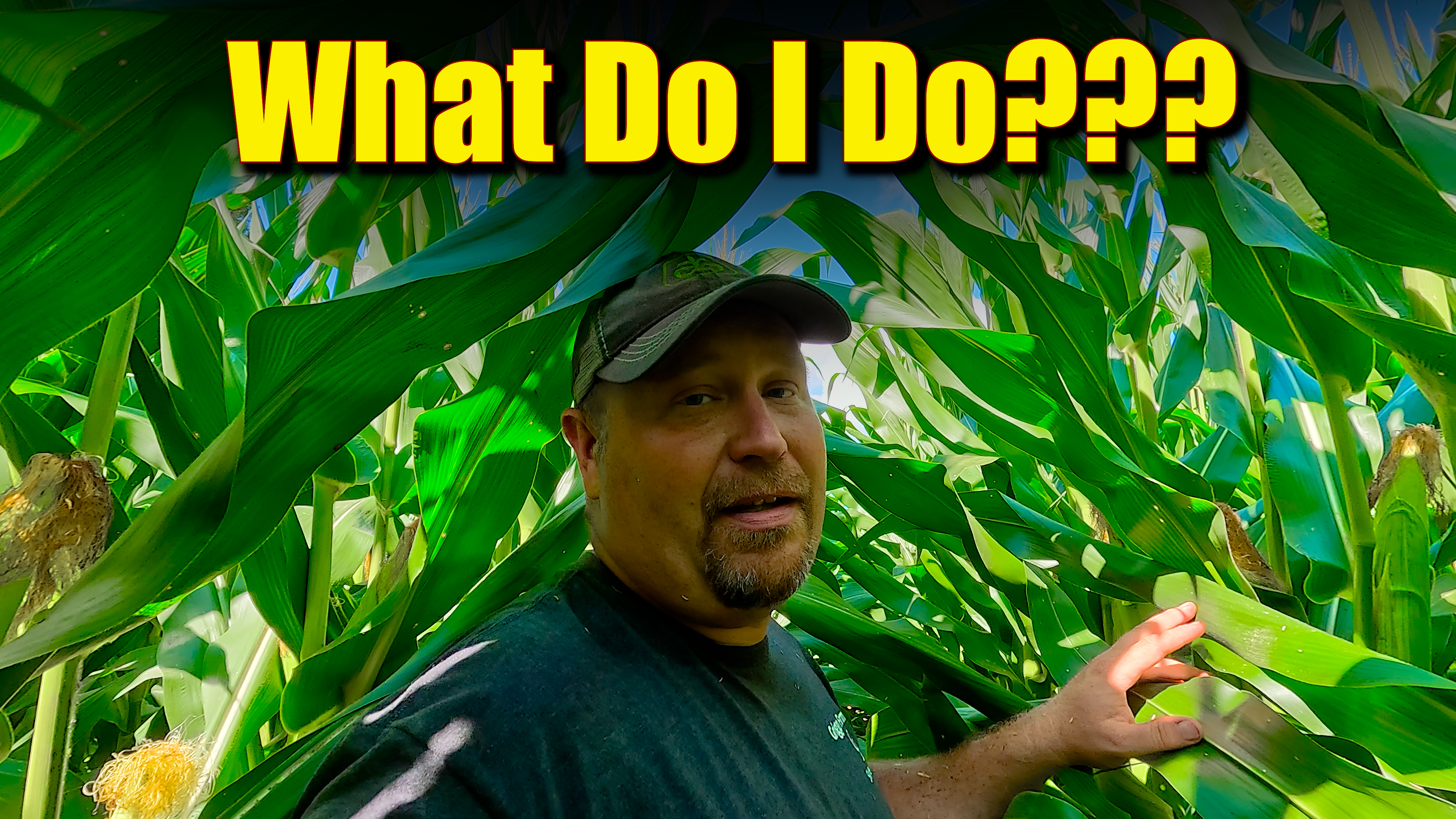 Why Does Saving And Replanting Wheat Seed Cost Yield??? | Griggs Farms