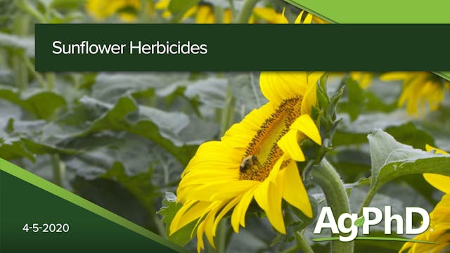 Sunflower Herbicides | Ag PhD