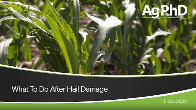 What To Do After Hail Damage | Ag PhD