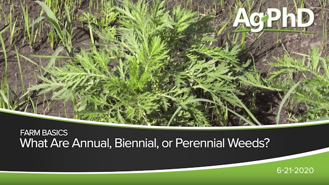 What Are Annual, Biennial, and Perennial Weeds? | Ag PhD