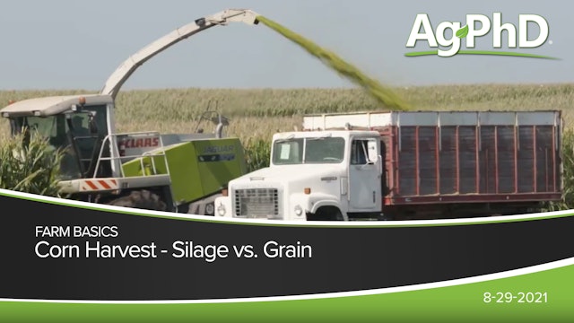 Corn Harvest - Silage vs. Grain
