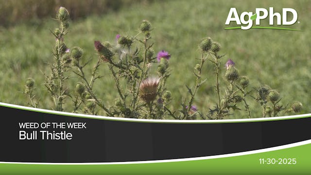 Bull Thistle | Ag PhD