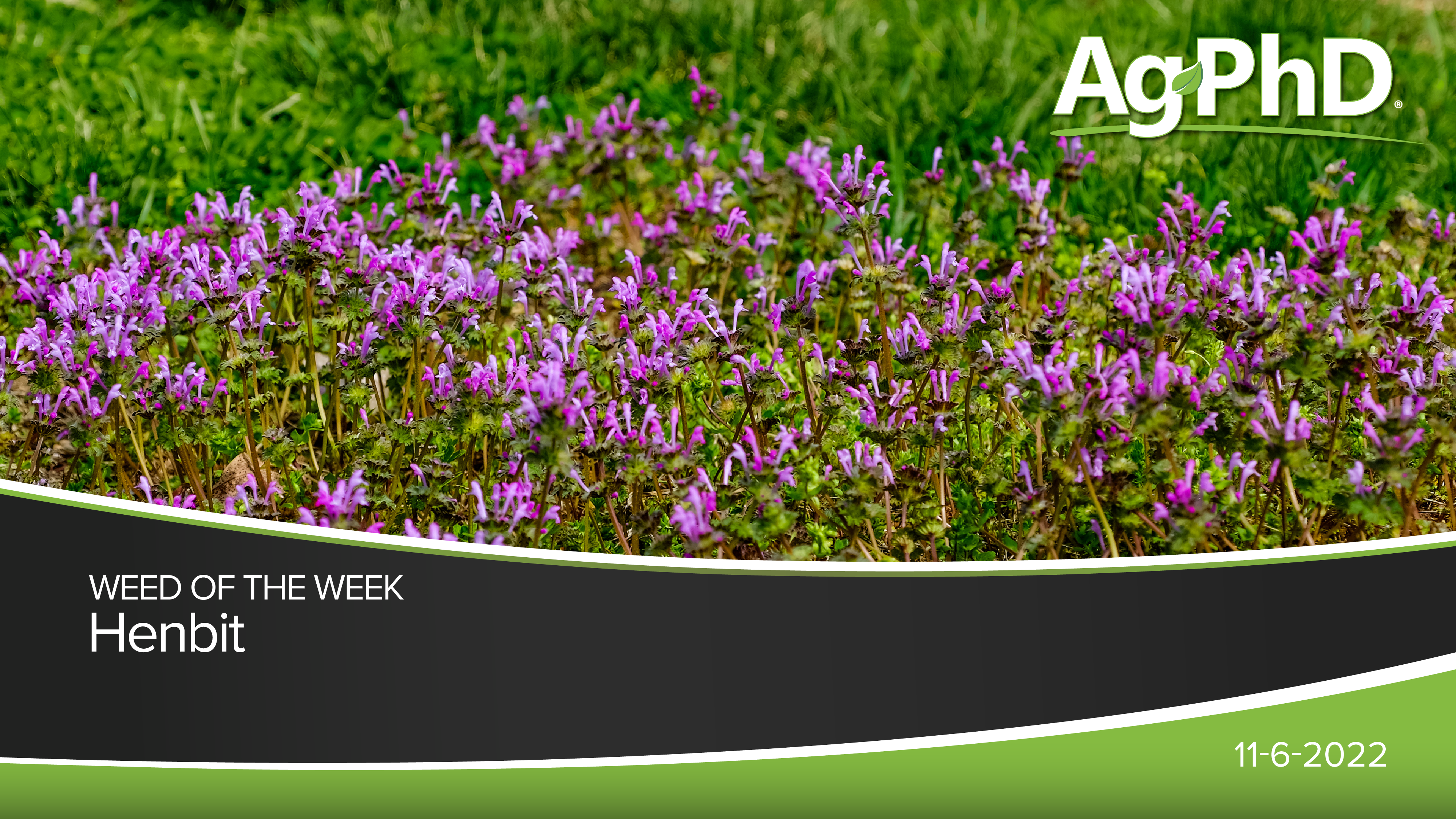 Henbit | Ag PhD