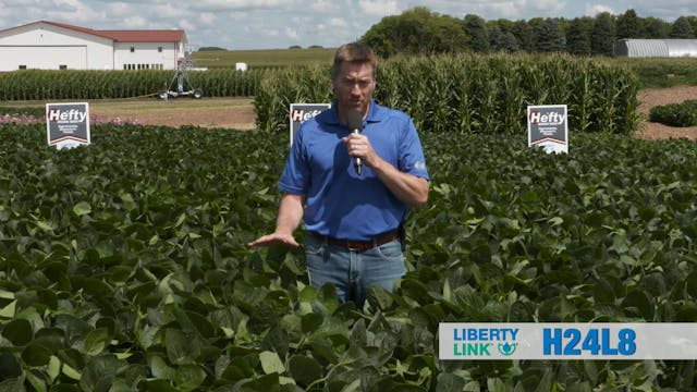 Hefty Brand Soybeans - LibertyLink H2...