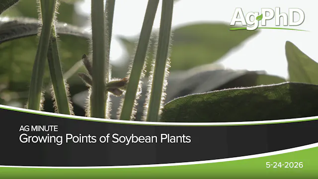 Growing Points on Soybean Plants | Ag...