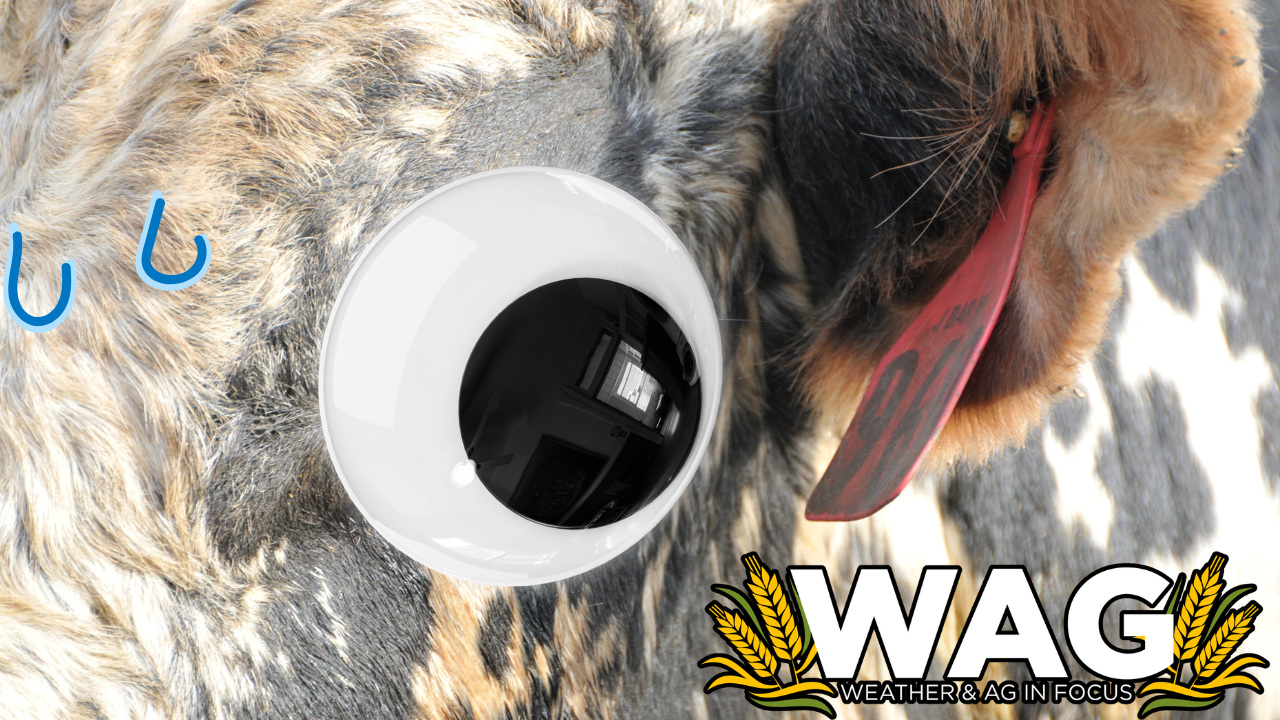 A Berry Interesting Episode | WAG in Focus 09-03-26
