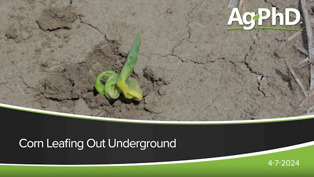 Corn Leafing Out Underground | Ag PhD