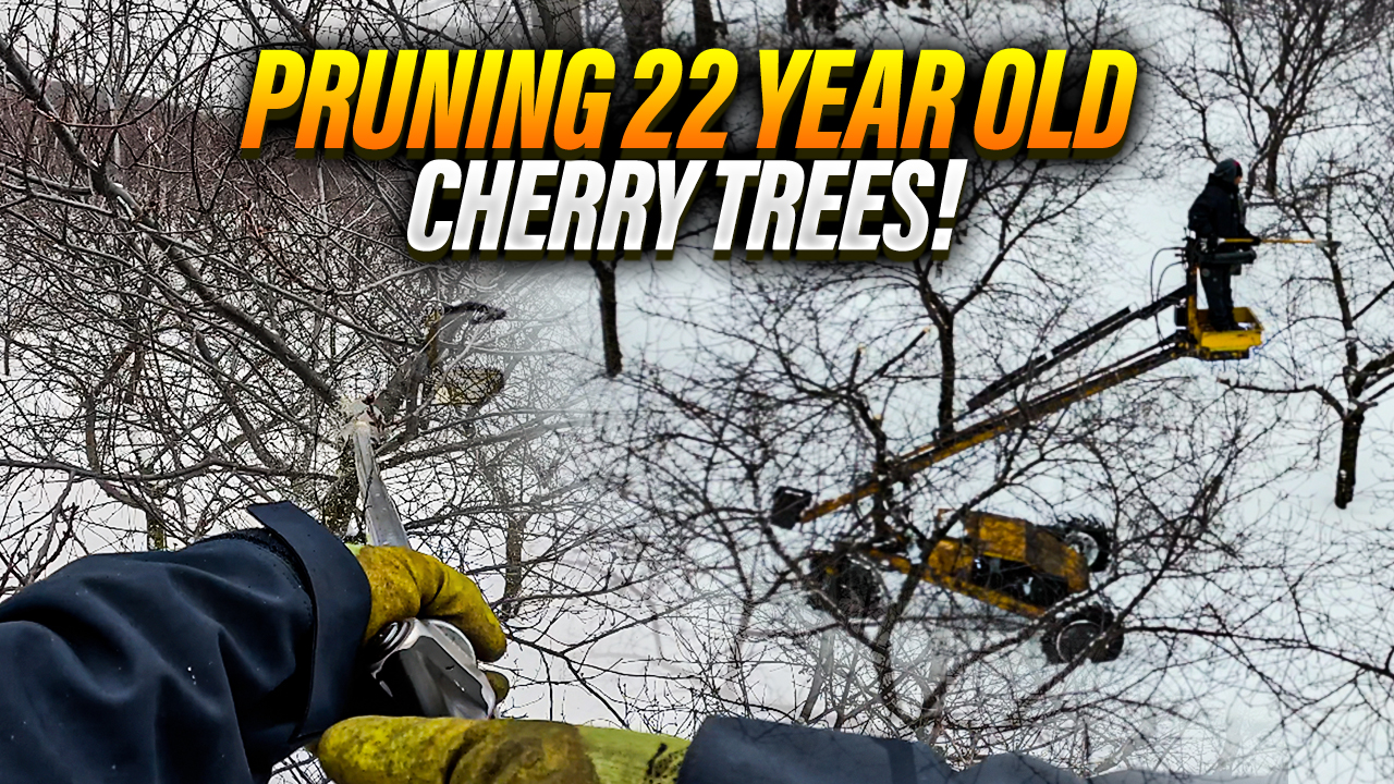 This Is How You Keep 22 Year Old Cherry Trees Productive! | Pomes and Stones