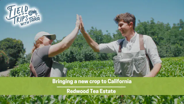 A Hidden Crop in California | Redwood...
