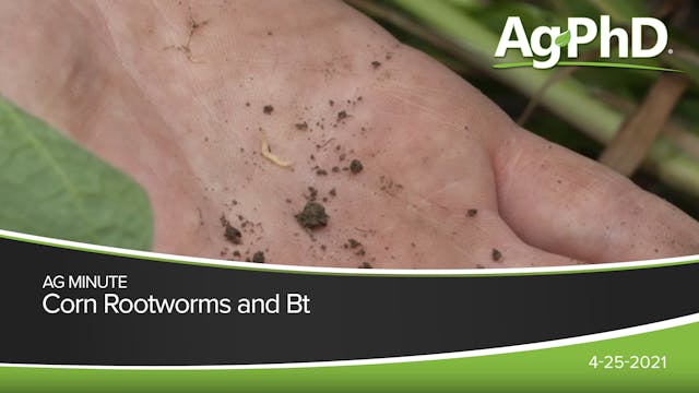 Corn Rootworms and Bt