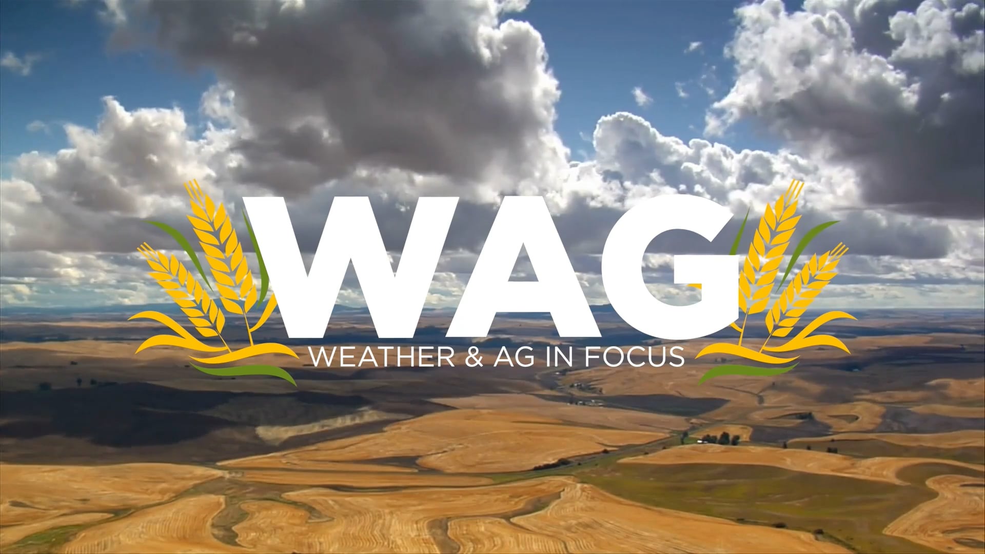 On the Auction Block | WAG in Focus 08-26-25