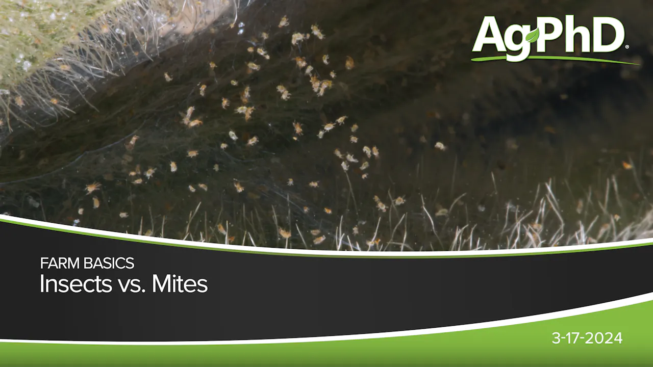 Insects vs. Mites | Ag PhD - 2024 - AcresTV
