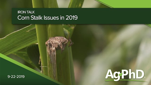 Corn Stalk Issues in 2019