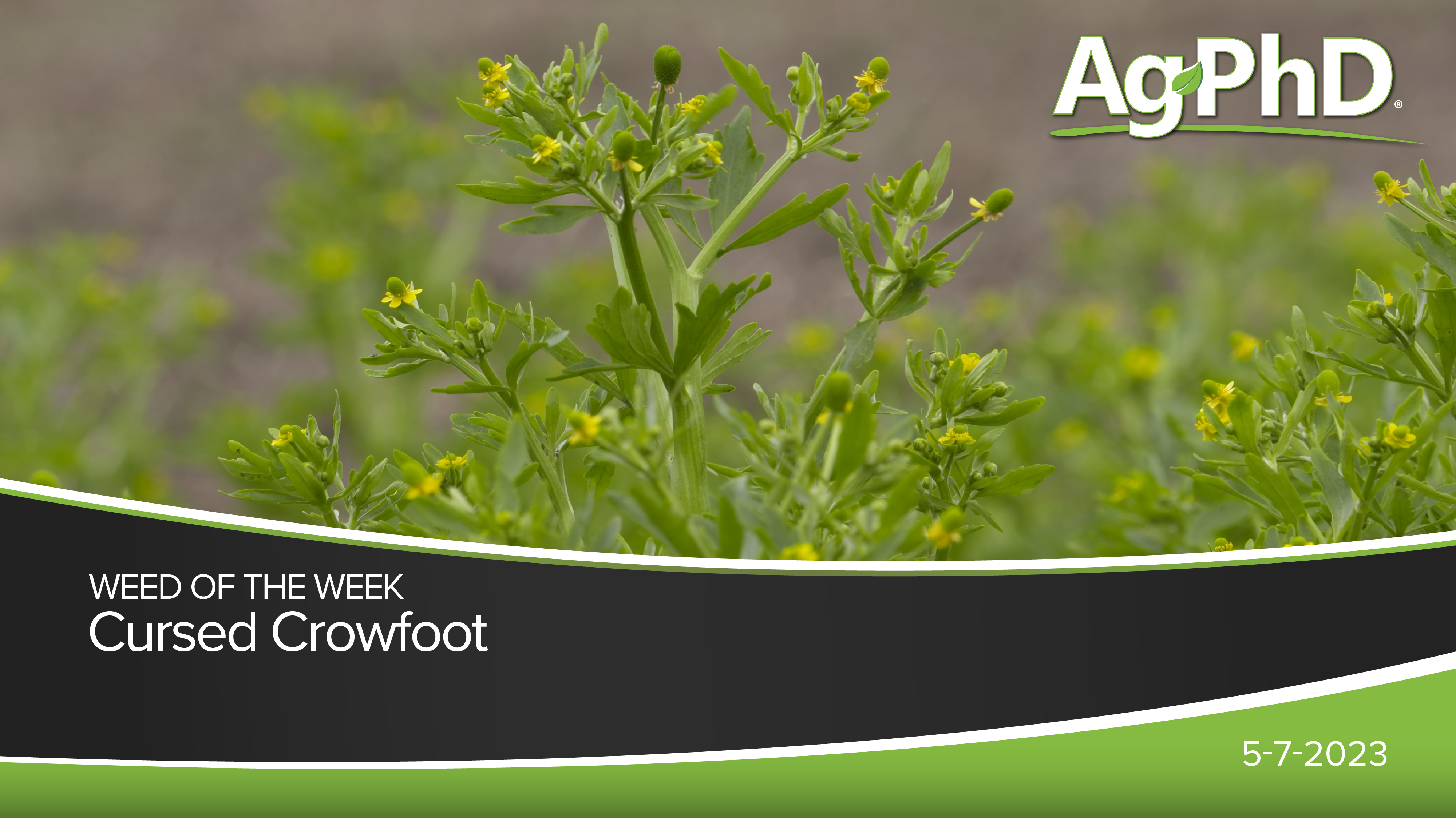 Cursed Crowfoot | Ag PhD