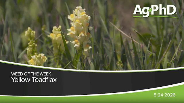 Yellow Toadflax | Ag PhD