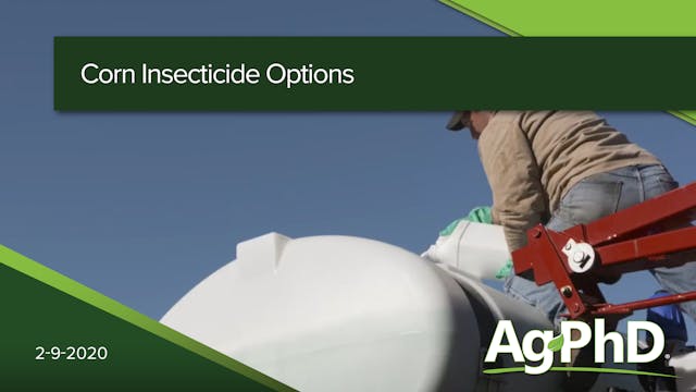 Corn Insecticide Options
