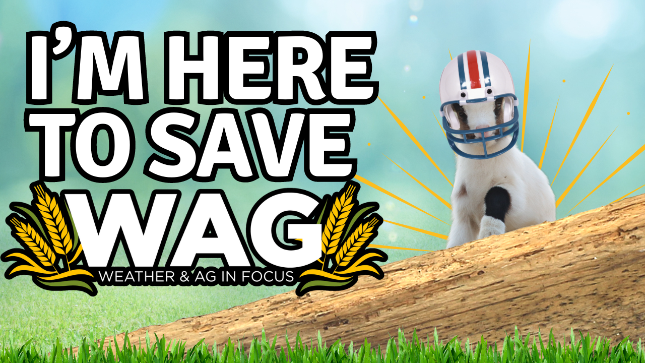 What Shall We Do With the Farm? | WAG in Focus 07/02/24