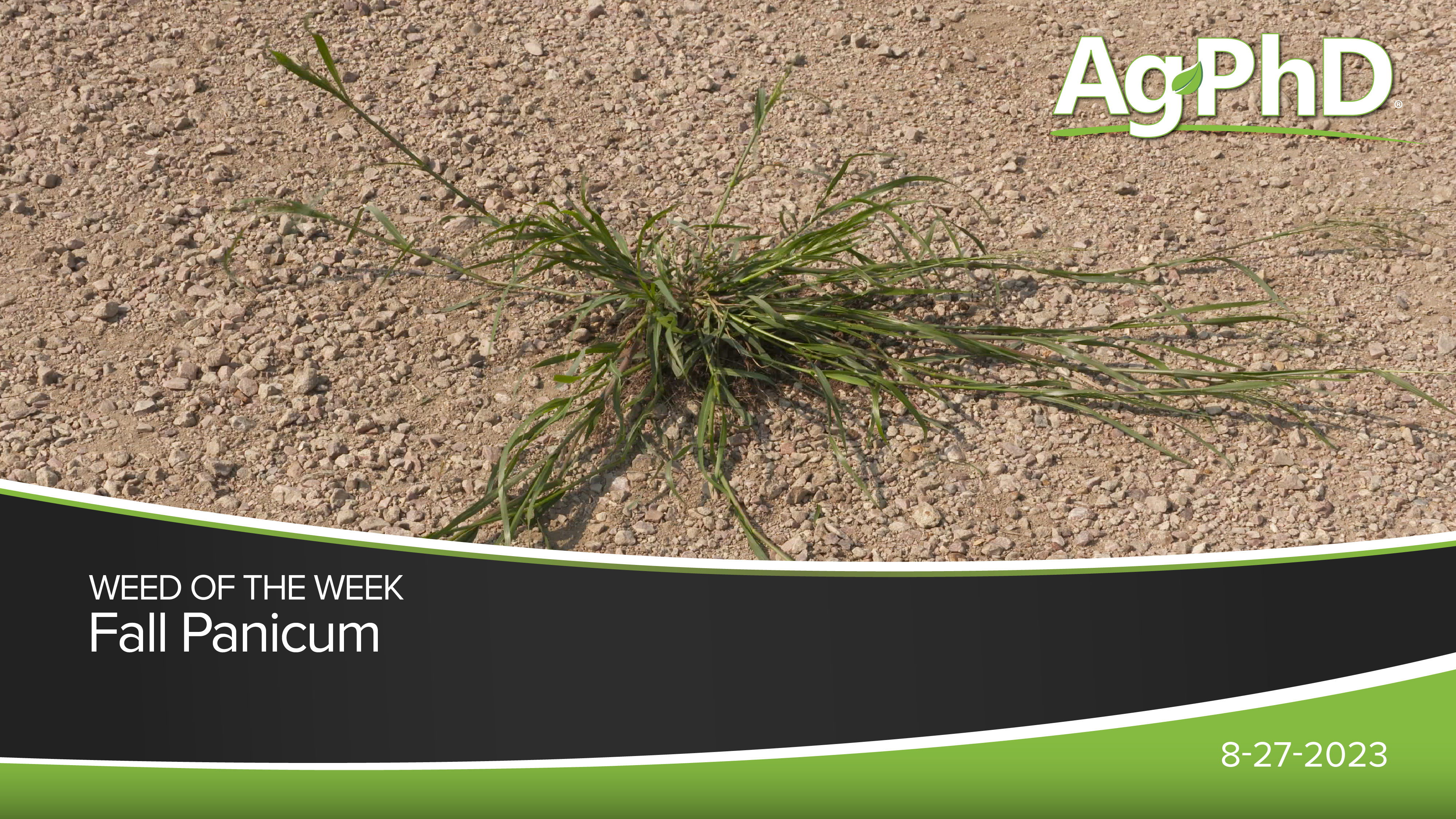 Fall Panicum | Ag PhD