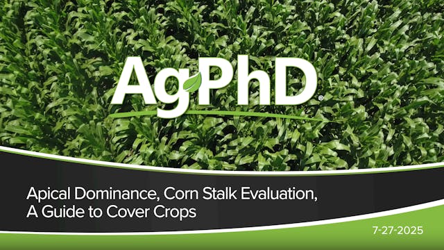 Apical Dominance, Corn Stalk Evaluati...