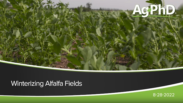 "Winterizing" Alfalfa Fields