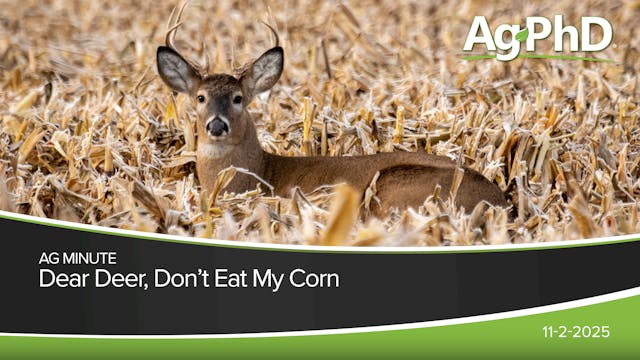 Dear Deer, Don't Eat My Corn | Ag PhD
