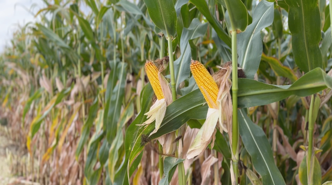 RDX-N® Success in Idaho Field Corn Harvest | Redox