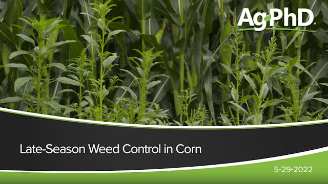 Late-Season Corn Weed Control | Ag PhD