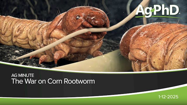 The War on Corn Rootworm | Ag PhD