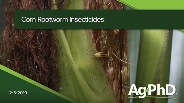 Corn Rootworm Insecticides