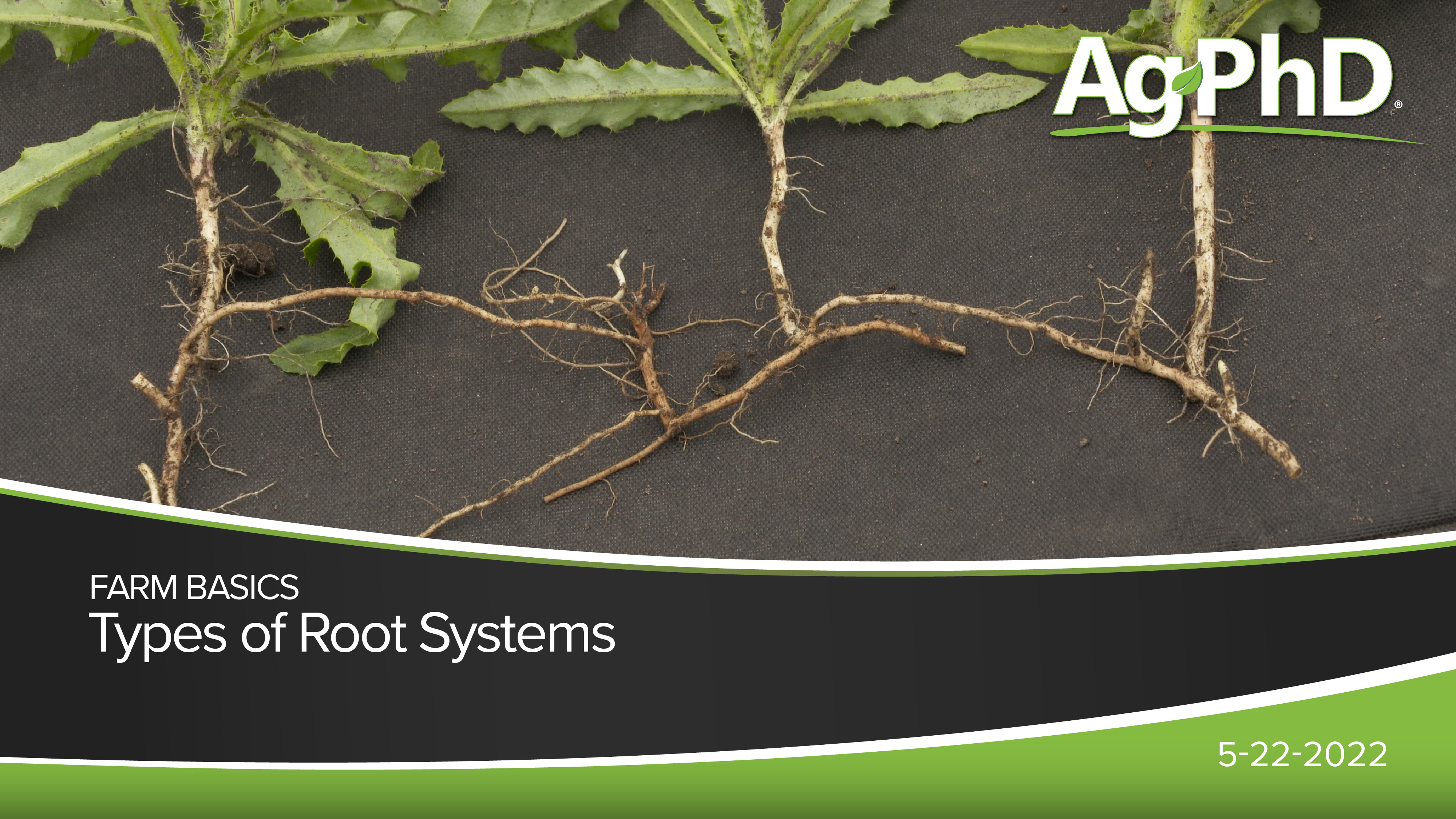 Types of Root Systems | Ag PhD