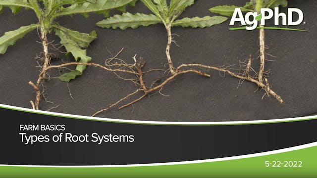 Types of Root Systems