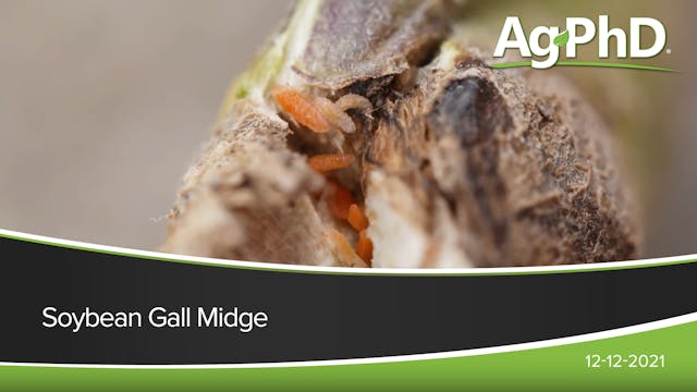 Soybean Gall Midge | Ag PhD