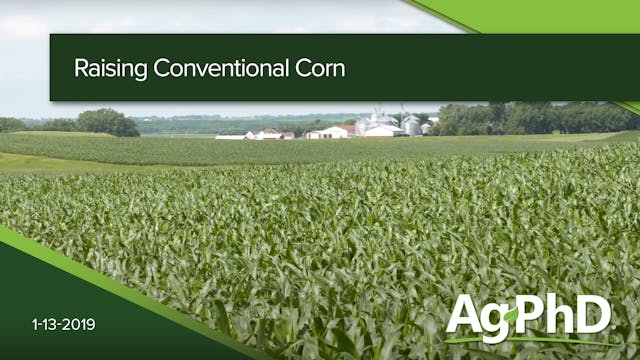 Raising Conventional Corn