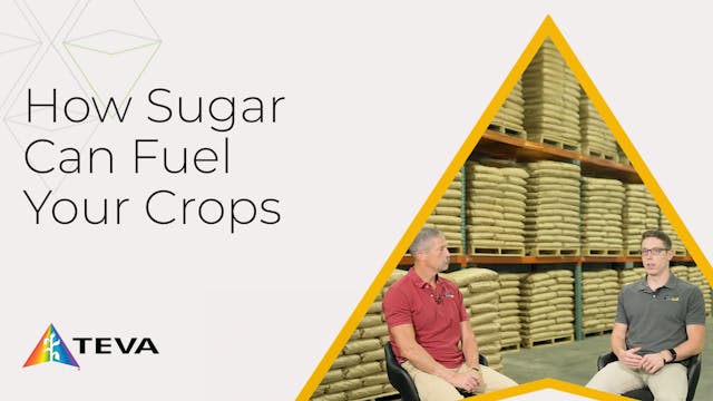 Sugar in Agriculture | TEVA