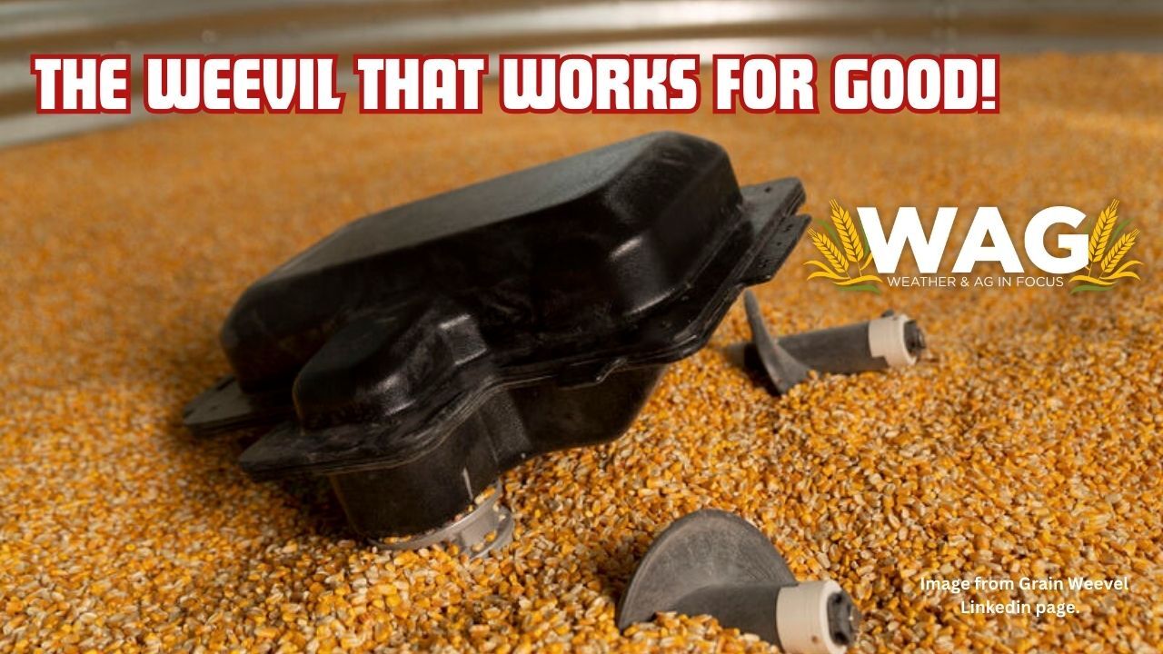 The Weevil That Works for Good! WAG In Focus 8/31/23