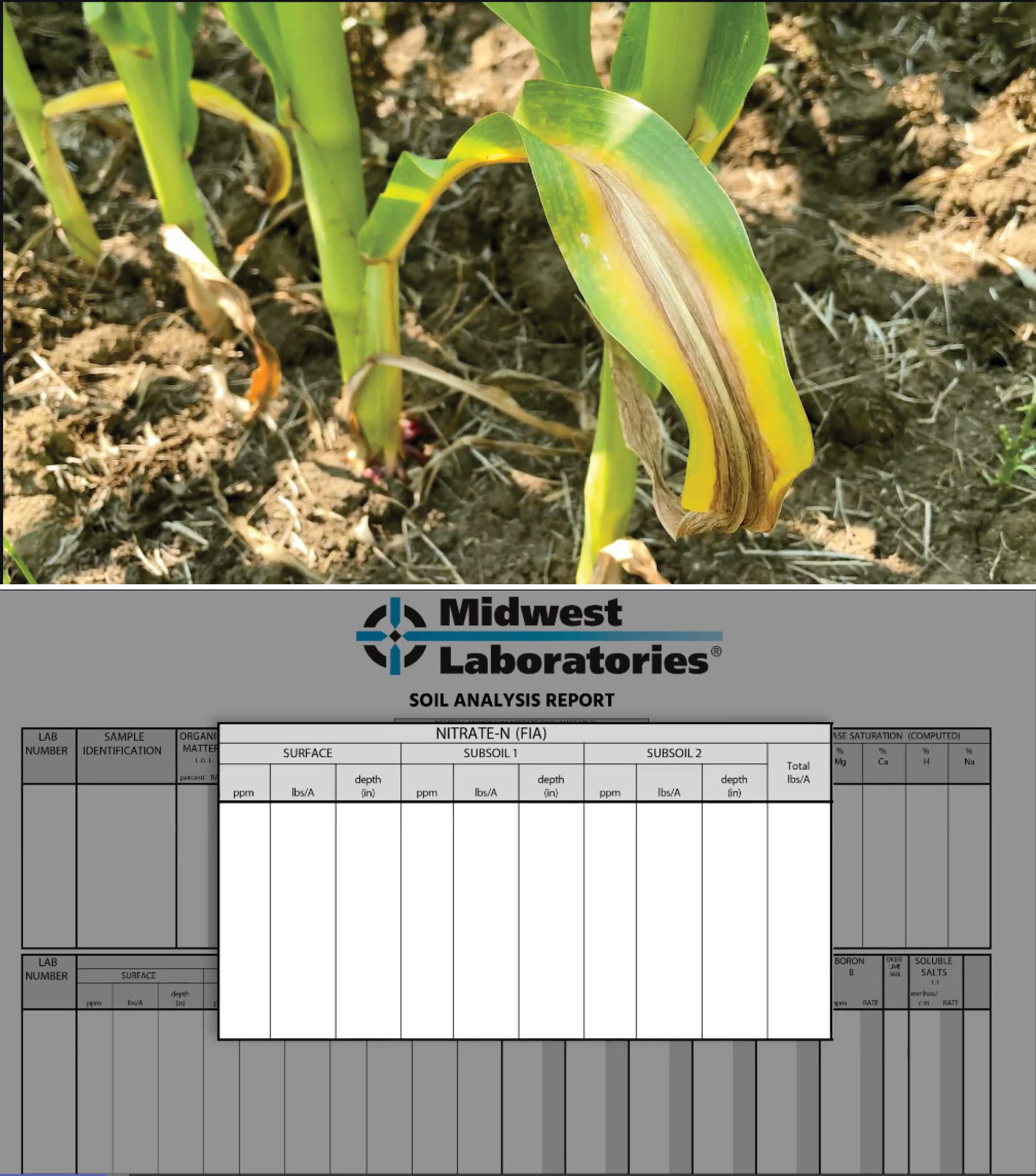 Nitrogen Deficiencies | AgroLiquid B2B