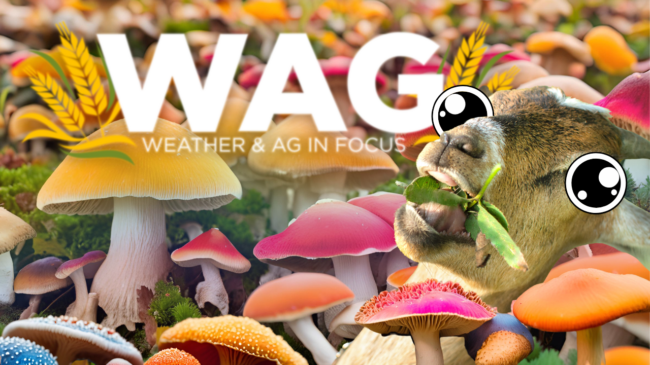 Farming the Fungi | WAG in Focus 02-27-25