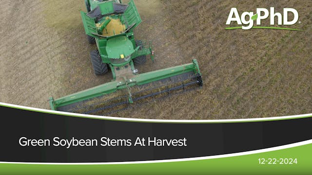 Green Soybean Stems At Harvest | Ag PhD