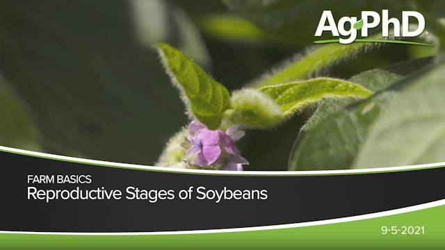 Reproductive Stages of Soybeans
