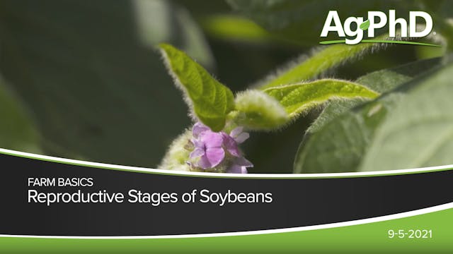 Reproductive Stages of Soybeans | Ag PhD