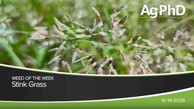 Stink Grass | Ag PhD