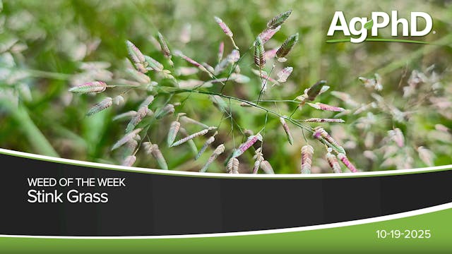 Stink Grass | Ag PhD
