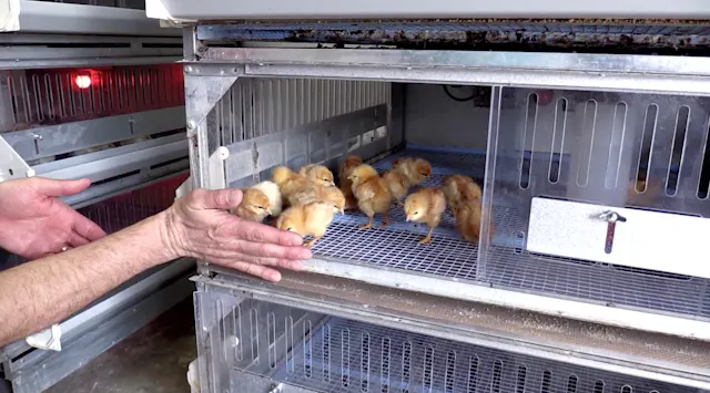 Coops and Chicks - Coop Dreams