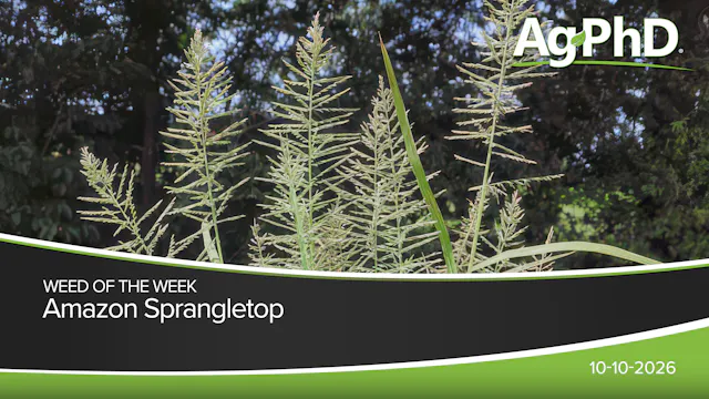 Amazon Sprangletop | Ag PhD