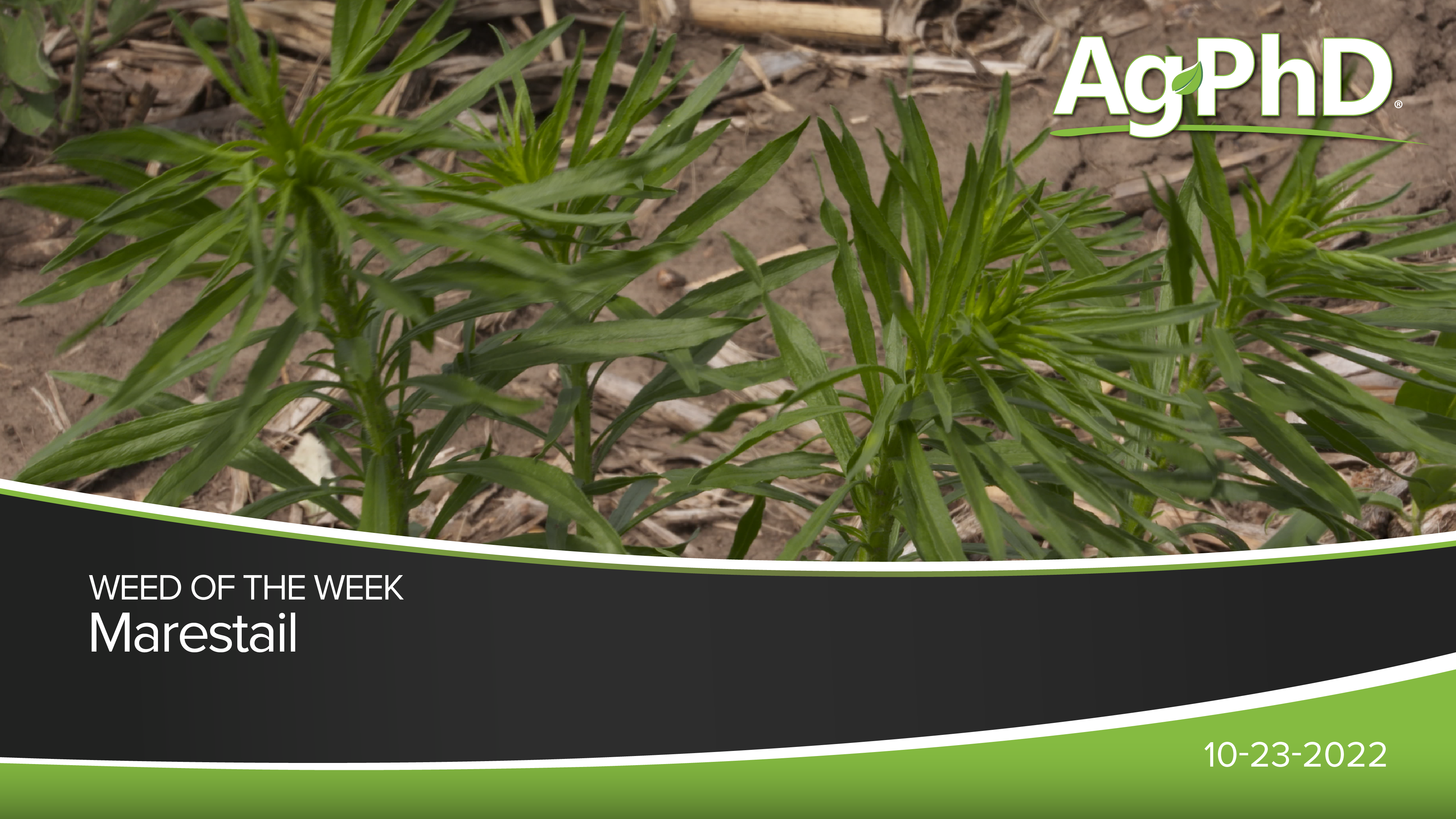Marestail | Ag PhD