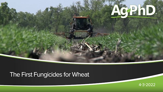 The First Fungicides for Wheat | Ag PhD