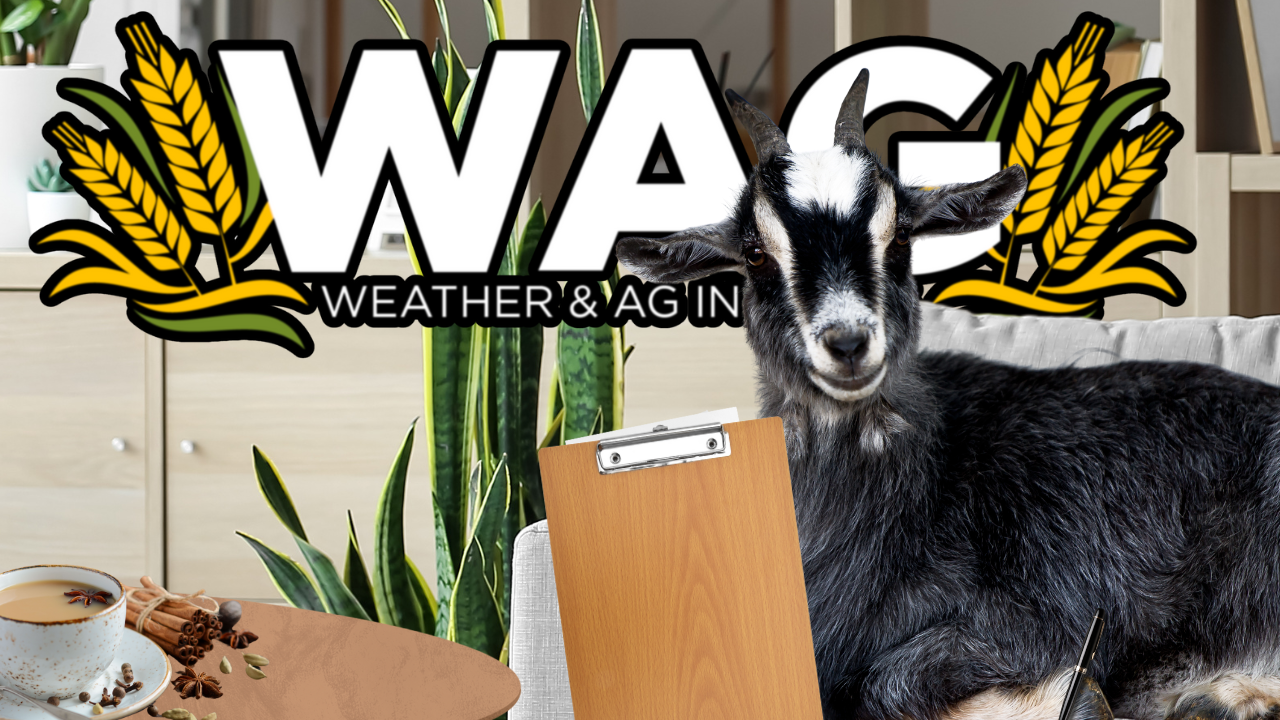 Agriculture's Royalty | WAG in Focus11-12-25