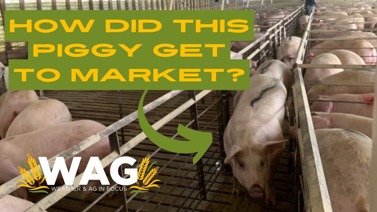 How Did This Piggy Get to Market? | WAG in Focus 3/6/24