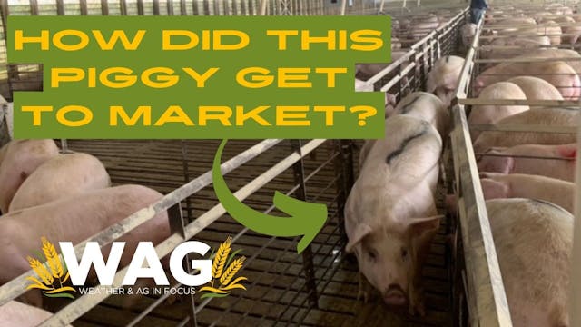 How Did This Piggy Get to Market? | W...